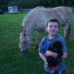 Poodle Puppies from D and D Standard Poodles