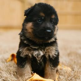 Yellow Boy - Black and red male German Shepherd puppy in Apex, North Carolina from Milestone GSDs