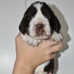 Toto - Liver and white male English Springer Spaniel puppy in Chapmansboro, Tennessee from Balthrop Bend Farms