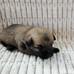 Girl pink - Wheaten female Cairn Terrier puppy in Lore City, Ohio from Loves Kennel