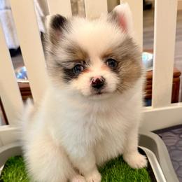 Hux - Blue merle male Pomeranian puppy in New Plymouth, Idaho from Pawdawan Poms
