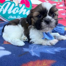 Kenny - Tricolor male Shih Tzu puppy in Hemet, California from Aloha Shih Tzu