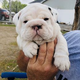 "Dude x Chica" Bulldog Puppies from Wellington Bulldogs