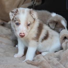 Tank - Red merle male Border Collie puppy in Courtland, Alabama from C Bar C Ranch Border Collies
