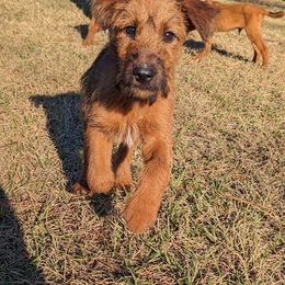 Purple - Red female Irish Terrier puppy in Broadway, North Carolina from Detmore Kennels