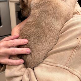 Coco - Silver wheaten female Cairn Terrier puppy in Clayton, Indiana from Hoosier Cairn Terriers