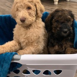 Poodle Puppies from Teton View Kennels