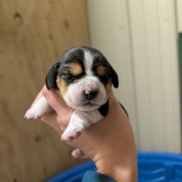 Female 4 - Black tan and white female Beagle puppy in Baltimore, Maryland from Country Acres Farm