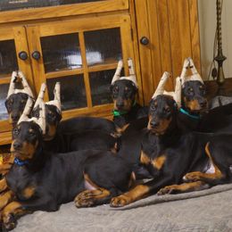 Doberman Pinscher Puppies from Laurel Vail