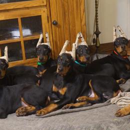 Doberman Pinscher Puppies from Laurel Vail