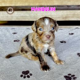 Mandolin - Merle female Bernedoodle puppy in Banner Elk, North Carolina from Walnut Tree Bernedoodles