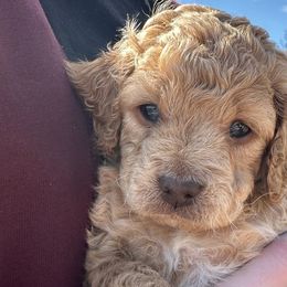 Willow - Cream Cockapoo puppy in Mena, Arkansas from Ouachita River Cockapoos