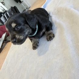 Willow - Black and tan female Dachshund puppy in Fort Worth, Texas from The Holloway Dachshunds