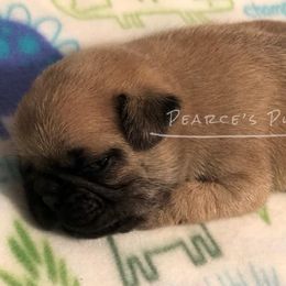 Pugs from J&R Companions