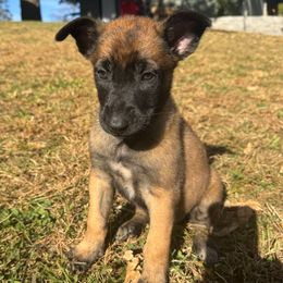 Black collar - Gray sable female Belgian Malinois puppy in Kelley, Iowa from Midwest Malinois