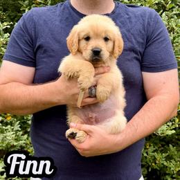Finn - Light golden male Golden Retriever puppy in Salem, Virginia from Virginia Goldens