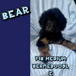 Bear - Phantom male Bernedoodle puppy in Township Of Sumpter, Michigan from Down on the farm Doodles