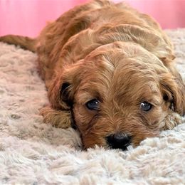 Cavapoo Puppies from Clearview Canines