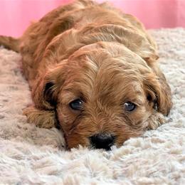 Cavapoo Puppies from Clearview Canines