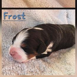 Boy 2 - Black rust and white male Bernese Mountain Dog puppy in Independence, Virginia from Chestnut Hill Bernese Mountain Dogs