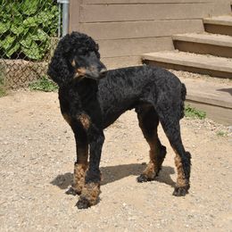 Lash - Poodle