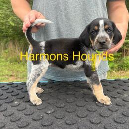 Honey - Blue ticked and tan female Bluetick Coonhound puppy in Mount Pleasant, Texas from Harmons Hounds