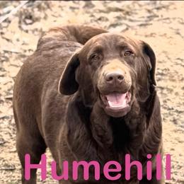 Ruffy - Labrador Retriever