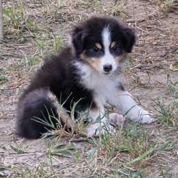 Kiwi - Black tri-color female Australian Shepherd puppy in Clinton, Missouri from RockyTop Hearts