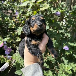 Kevin Jonas - Black and tan male Dachshund puppy in Huntingdon, Pennsylvania from Indian Creek Springers and Doxies