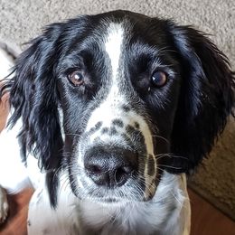 Shyne - English Springer Spaniel