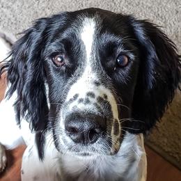 Shyne - English Springer Spaniel