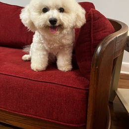 Tippy - Bichon Frise