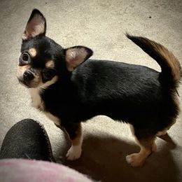 Chihuahua Puppies from Heartland Chihuahuas