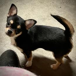 Chihuahua Puppies from Heartland Chihuahuas