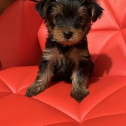 Yorkshire Terrier Puppies from Angelica's Yorkshire Terriers