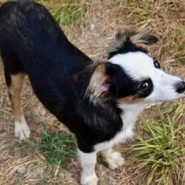 WONDER WOMAN BTF - Black tri female Toy Australian Shepherd puppy in Norwood, Missouri from Looney Farm’s Toy & Mini Aussies