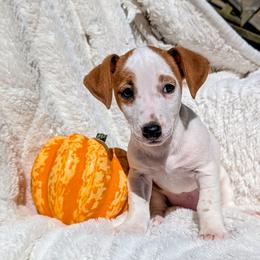 Lady - White and tan female Russell Terrier puppy in Sandown, New Hampshire from Patch Wood Irish Jacks