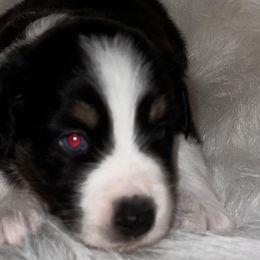 Girl 5 - Black tri Miniature Australian Shepherd puppy in Corydon, Indiana from Arbuckle’s Lookin Good Aussies (LGA)