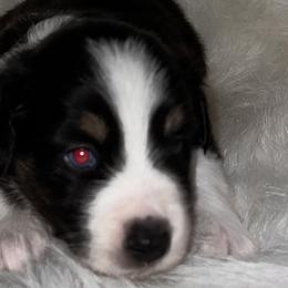 Girl 5 - Black tri Miniature Australian Shepherd puppy in Corydon, Indiana from Arbuckle’s Lookin Good Aussies (LGA)
