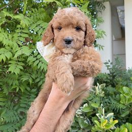 White Collar - Apricot female Goldendoodle puppy in Corona, California from West Coast Goldendoodles