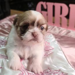 Girl Puppy 2 - Liver female Shih Tzu puppy in Belleville, Michigan from Patricia's Heavenly Earth Angels