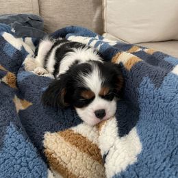 Cavalier King Charles Spaniel Puppies from Central Valley Cavaliers