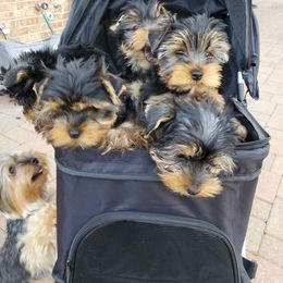 Yorkshire Terrier Puppies from Yorkie Puppies Redwood Ranch Chicago