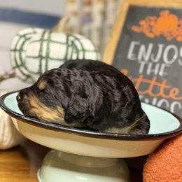 Apollo - Phantom male Bernedoodle puppy in Lookout, California from Remington Kennels, LLC