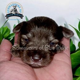Miniature Schnauzer Puppies from Schnauzers of Blue Ridge