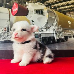 Hermes - Blue merle and white male American Corgi puppy in Cocoa, Florida from Cascadian Space Coast Corgis LLC