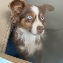 Toy Australian Shepherd Puppies from Diamond Bar N Ranch
