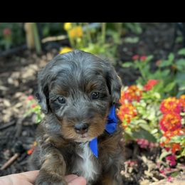 Bernedoodle, Cavapoo, Goldendoodle, and Poodle Puppies from Gypsi Doodles & Poodles
