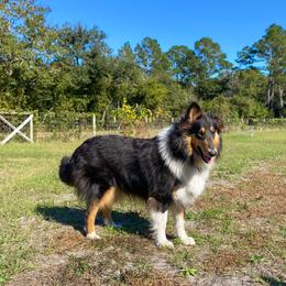 Tortuga - Collie