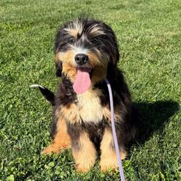Barbie-Trained (see video) - Tri-color female Bernedoodle puppy in Dundee, Ohio from Down Home Doodle